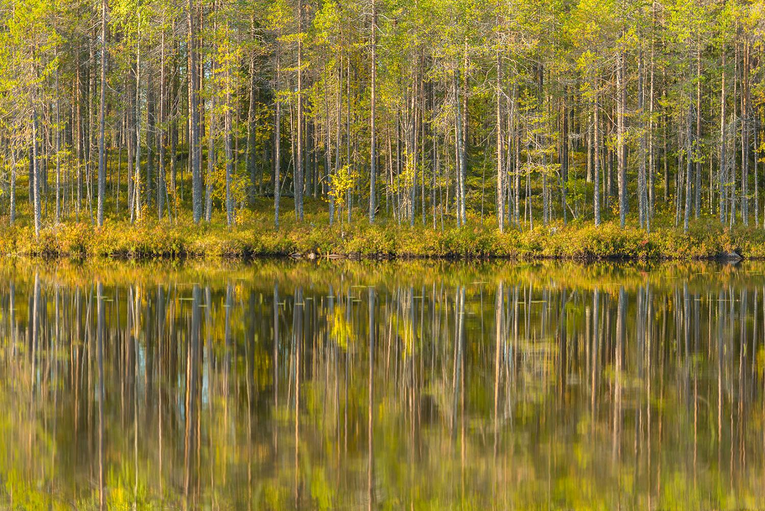 Trærne blir speilet i vannoverflaten
